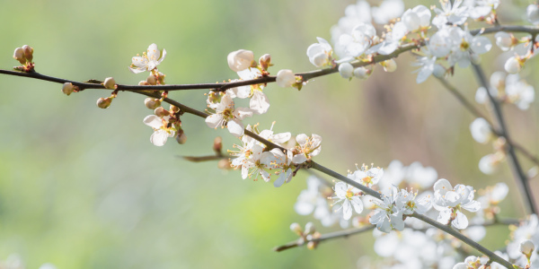 Bild-Nr: 12723161 spring branch Erstellt von: Ursula Reins