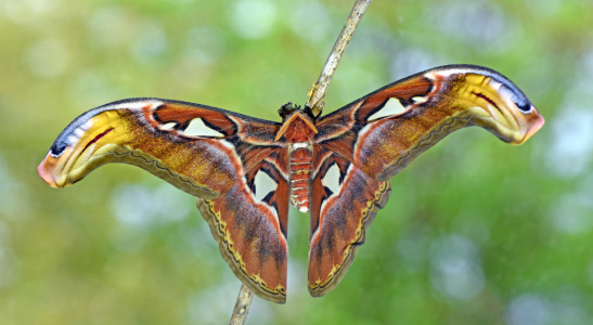 Bild-Nr: 12723163 Atlasspinner Erstellt von: GUGIGEI