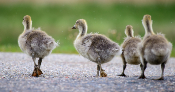 Bild-Nr: 12724482 Gänsemarsch Erstellt von: Fotofilter