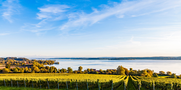 Bild-Nr: 12724709 Weinbau bei Überlingen am Bodensee Erstellt von: dieterich