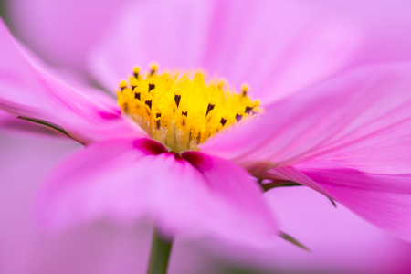 Bild-Nr: 12725134 Cosmea Erstellt von: Daniela Beyer