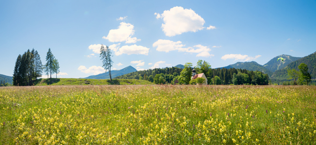 Bild-Nr: 12725569 Wildblumenwiese am Walchensee Erstellt von: SusaZoom