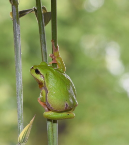 Bild-Nr: 12726366 frog Erstellt von: GUGIGEI