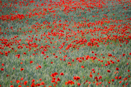 Bild-Nr: 12727077 Mohnfeld  Erstellt von: Gerhard Albicker