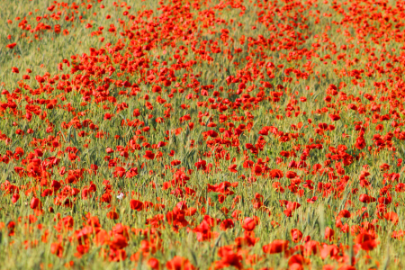 Bild-Nr: 12727078 Mohnfeld  Erstellt von: Gerhard Albicker