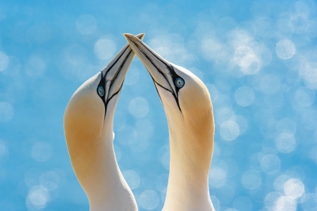 Bild-Nr: 12727831 Helgoland Basstölpel Erstellt von: Michael Valjak