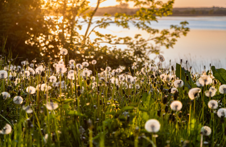 Bild-Nr: 12727849 Pusteblumen im Sonnenuntergang Erstellt von: Ursula Reins