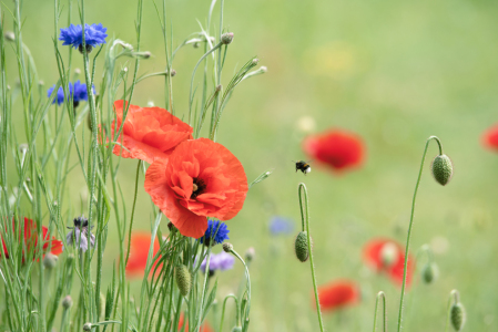 Bild-Nr: 12728105 Klatschmohn Wiese Erstellt von: Tanja Riedel