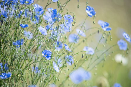 Bild-Nr: 12728110 Blauer Lein schöne Blüten Glöckchen  Erstellt von: Tanja Riedel