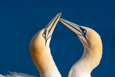 Bild-Nr: 12728164 Basstölpel auf Helgoland Erstellt von: Michael Valjak