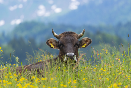 Bild-Nr: 12729164 Kuh im Frühling Erstellt von: Walter G. Allgöwer