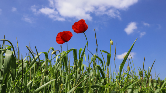 Bild-Nr: 12729271 summerfeeling Erstellt von: Amazone54