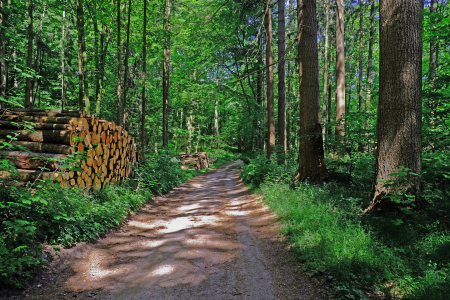 Bild-Nr: 12729604 Waldweg Erstellt von: Ostfriese