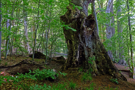 Bild-Nr: 12729608 Älter wie der Wald Erstellt von: Ostfriese