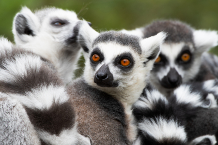 Bild-Nr: 12730049 Drei Lemuren als tierische Gruppe Erstellt von: Tanja Riedel