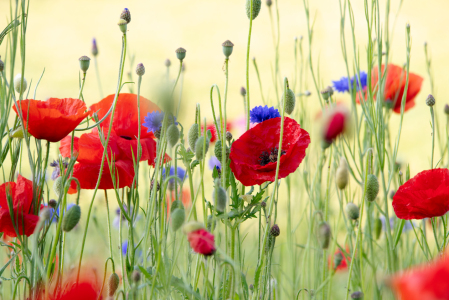 Bild-Nr: 12730065 Sommer Wildblumen Wiese Erstellt von: Tanja Riedel