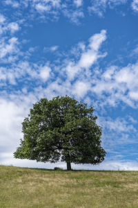 Bild-Nr: 12730198 Simply Baum Erstellt von: XYRIUS