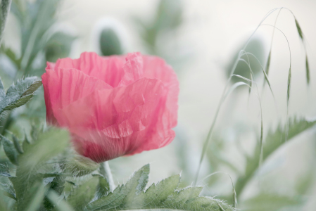 Bild-Nr: 12730283 Rosa großer Mohn mit Gräsern Erstellt von: Tanja Riedel