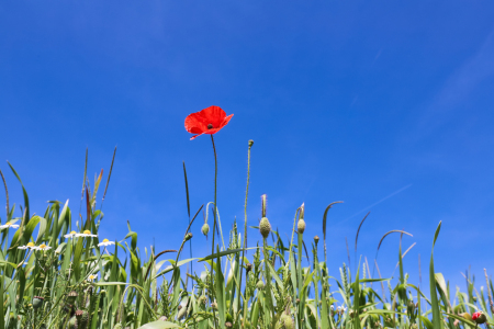 Bild-Nr: 12730570 Sommer Erstellt von: Amazone54