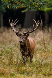 Bild-Nr: 12731495 Der Rothirsch Erstellt von: RolandBrackHeckePic