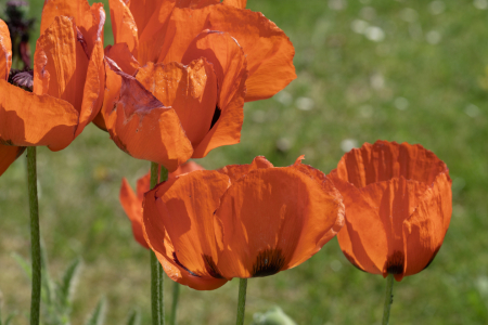 Bild-Nr: 12731761 Mohn auf der Wiese Erstellt von: XYRIUS