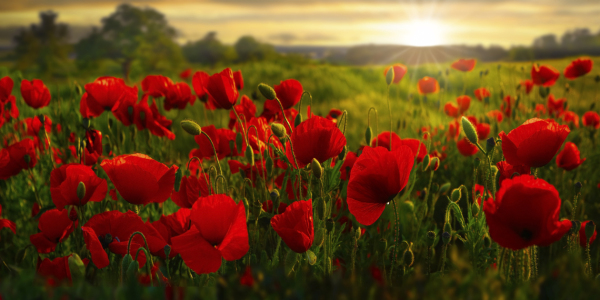 Bild-Nr: 12732241 Mohnblumen im Abendlicht Erstellt von: Michael und Elisabeth Rucker