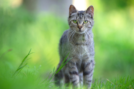 Bild-Nr: 12732617 Katze im Gras Erstellt von: Tanja Riedel