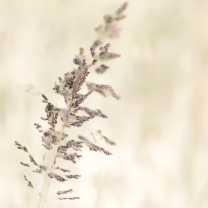 Bild-Nr: 12733050 Filigrane Grasblüten Erstellt von: Ursula Reins