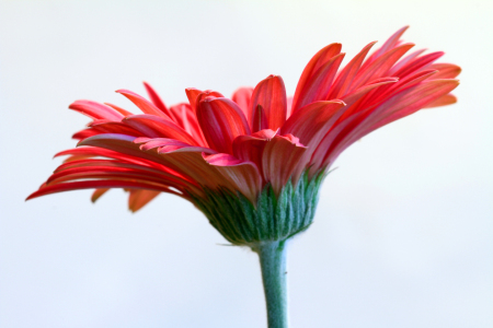 Bild-Nr: 12733173 Gerbera Erstellt von: Gerhard Albicker