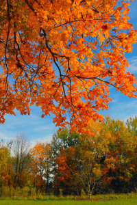 Bild-Nr: 12733388 park  im herbst Erstellt von: M.A. Ziehr