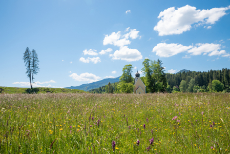 Bild-Nr: 12733569 Wildblumenwiese auf Zwergern am Walchensee Erstellt von: SusaZoom