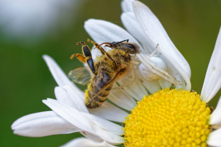 Bild-Nr: 12733823 Krabbenspinne mit Beute - Tierwelt im Garten  Erstellt von: Bilderbastlers