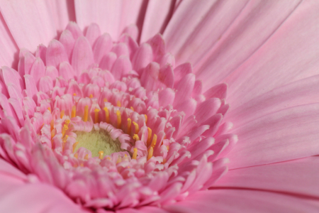 Bild-Nr: 12733827 Gerbera  Erstellt von: Gerhard Albicker