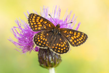 Bild-Nr: 12733923 Schmetterling Erstellt von: Daniela Beyer