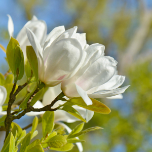 Bild-Nr: 12733951 Magnolien Erstellt von: Atteloi