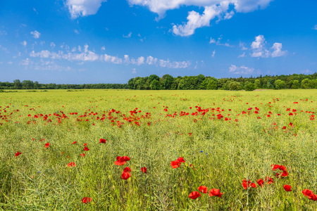 Bild-Nr: 12734395 Rapsfeld mit Mohnblumen Erstellt von: Rico Ködder