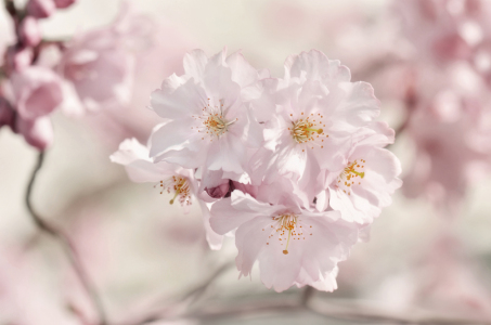Bild-Nr: 12734514 Kirschblüten Erstellt von: Atteloi
