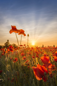 Bild-Nr: 12734751 Mohnblumen im Sonnenuntergang Erstellt von: Melanie Viola