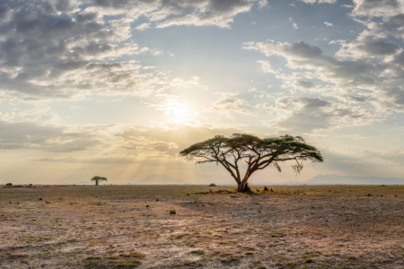 Bild-Nr: 12734954 Akazienbaum im Amboseli Nationalpark Erstellt von: eyetronic