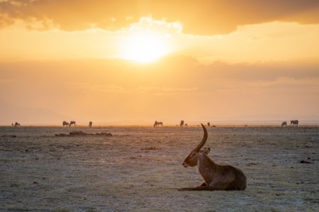 Bild-Nr: 12734957 Impala Antilope im Amboseli Nationalpark in Kenia Erstellt von: eyetronic