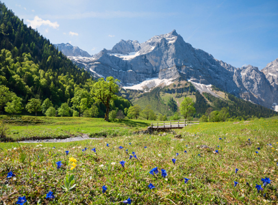 Bild-Nr: 12734964 Enzianwiese im Karwendel Erstellt von: SusaZoom