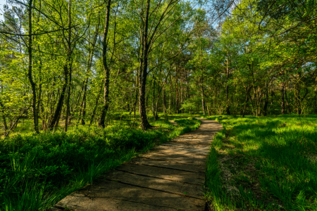 Bild-Nr: 12735057 Auf dem Holzweg Erstellt von: volker heide