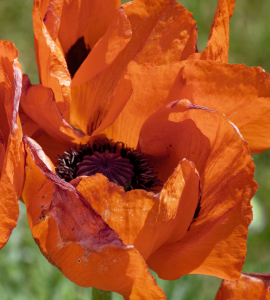 Bild-Nr: 12735103 Mohn Kelch Erstellt von: XYRIUS