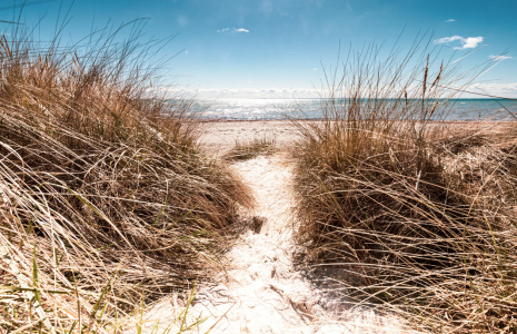 Bild-Nr: 12735197 Stranddüne an der Ostsee Erstellt von: Ursula Reins