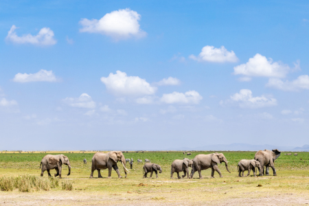 Bild-Nr: 12735239 Elefantenherde im Ambosli Nationalpark in Kenia Erstellt von: eyetronic
