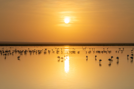 Bild-Nr: 12735241 Flamingos im Amboseli Nationalpark in Kenia Erstellt von: eyetronic