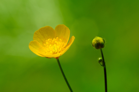 Bild-Nr: 12735271 Butterblume Erstellt von: Gerhard Albicker