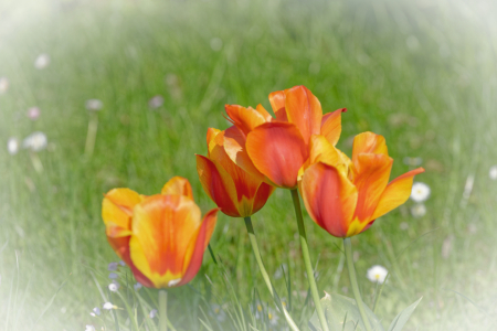 Bild-Nr: 12735346 Tulpen Erstellt von: XYRIUS