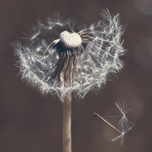 Bild-Nr: 12735415 Pusteblume Erstellt von: Atteloi