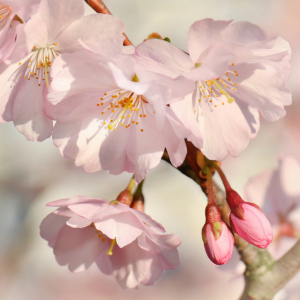 Bild-Nr: 12735844 Kirschblüten Erstellt von: Atteloi